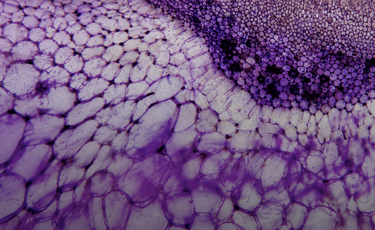 Cell Simulation