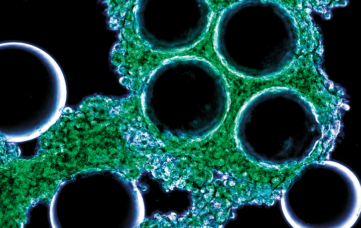 Biomanufacturing