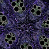 Stem Cells