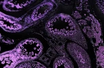 TME Modeling and Drug Response Research