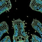 T Cells